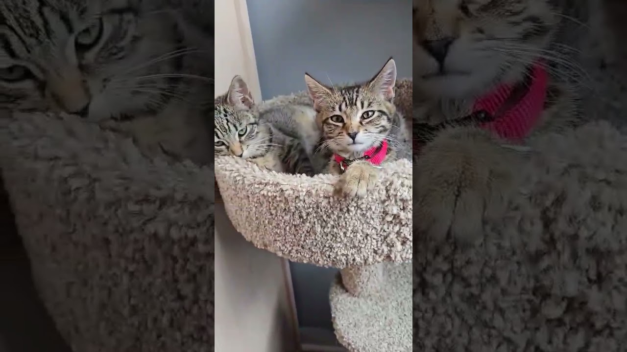 Enlarge Boppity in Stevensville, MD, a Adoptable Domestic Short Hair in Chestertown, MD video 6/6