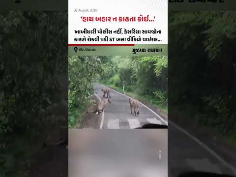 Gir Somnath: એક સિંહણ અને ત્રણ સાવજોને જોઈને ST બસ રોકવી પડી, Video Viral Gir Somnath: એક સિંહણ અને ત્રણ સાવજોને જોઈને ST બસ રોકવી પડી, Video Viral