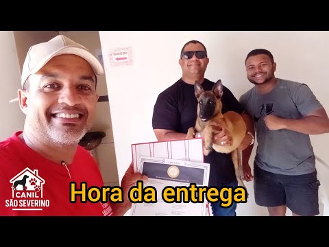 Entregamos na cidade de Passos de Camaragibe em Alagoas uma linda Cadela!