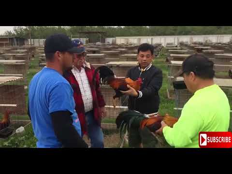 Joe Sanford pure Sweater & Yellow Legged Hatch bloodlines