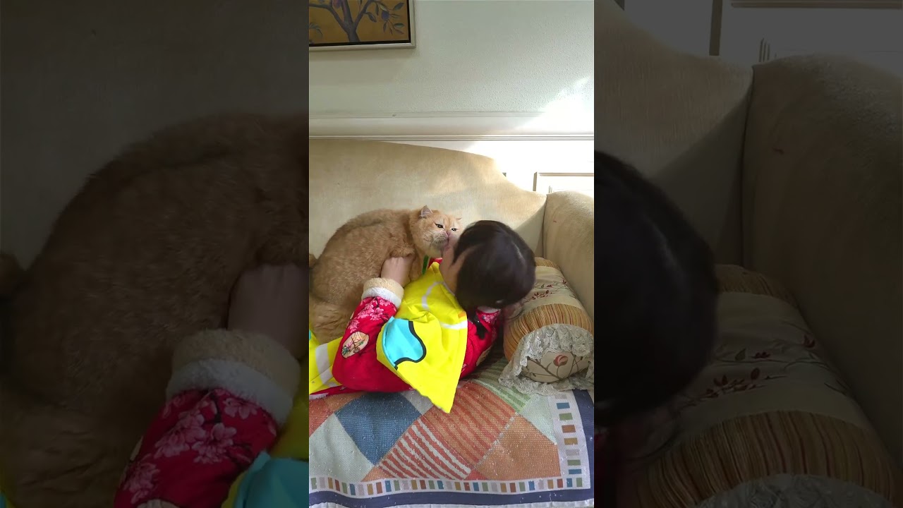 Get up to celebrate the Chinese New Year. #exlittlebeans #funnyvideo #funnycats