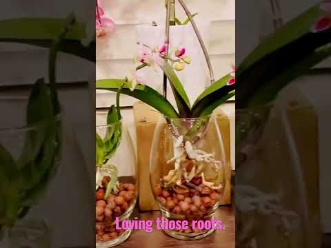 , title : 'Orchid water culture with beautiful roots. #orchids #orchidcare #waterculture'
