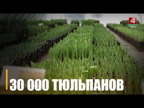 30 000 тюльпанов вскоре вырастут у гомельских лесников видео