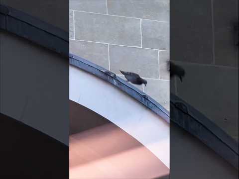 Último salto de la paloma 🥺