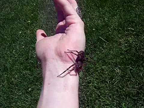 Dolomedes tenebrosus