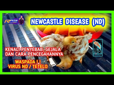 , title : 'Penyakit Ayam petelur ND (NEWCASTLE DISEASE) Kenali Gejala, Pencegahan dan Pengobatan-Rais Alfarezi'