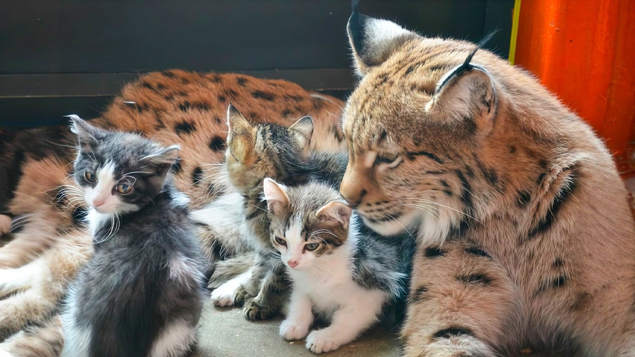 The Lynx Who Raised Kittens, Puppies, and Bear Cubs