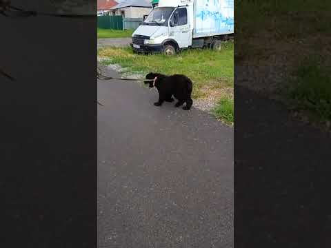 Schwarzer Russischer Terrier Welpe kaufen