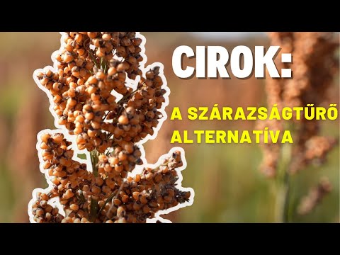 Cirok és szója: új pillérek a KWS portfóliójában