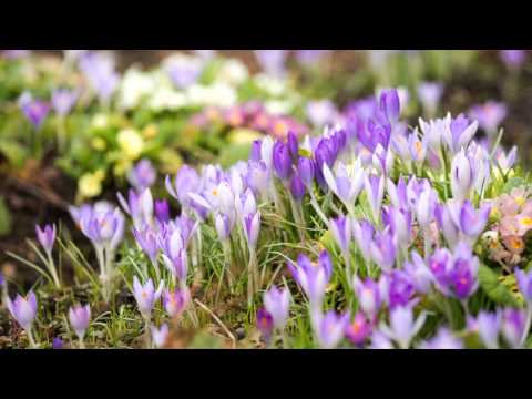 Abraham Hicks - Love Rampage