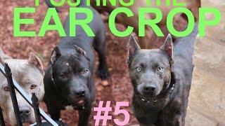 dog puppy ear crop posting after surgery cut ears pitbull doberman dogo boxer presa