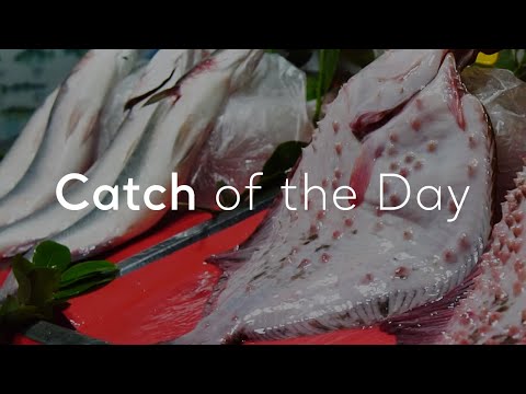 Catch of the Day  | Go Türkiye