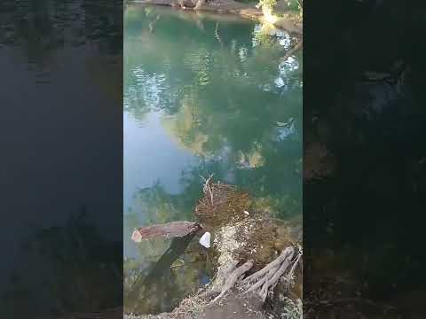 Rio Negro. campo grande puente el 15