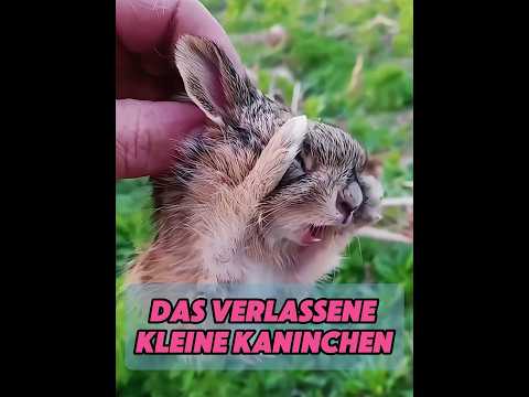 Ein Mann rettete ein kleines Kaninchen, das von Krähen geärgert wurde. #tiere#tier