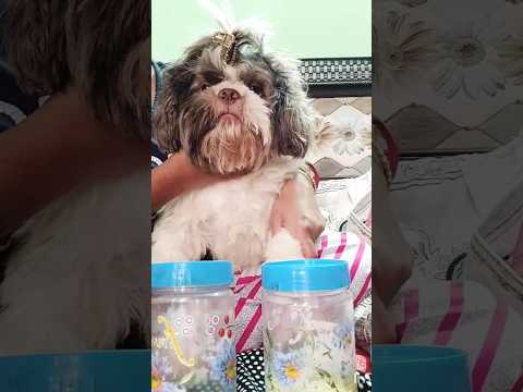 dog training #hashtags #shorts #video