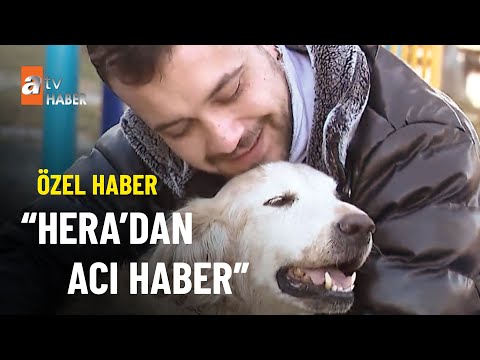 ÖZEL HABER – Fenomen köpek Hera öldü - atv Ana Haber 23 Ocak 2023