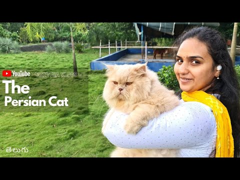 The Persian Cat | AndhraPradesh