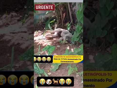 Uma onda de envenenamento de animais tem sido relatada na cidade de Augustinópolis, no Tocantins.