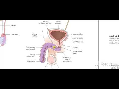 Male reproductive system