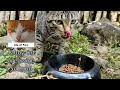 Tabby Cat Meowing Loud And Little Afraid Of Me