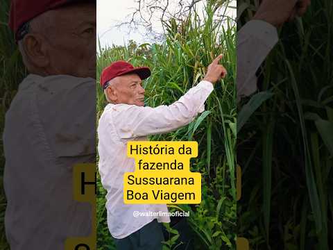 Um cacimbão pode ser centenário está na fazenda Sussuarana
