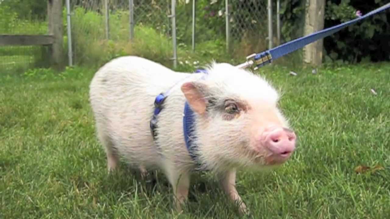 Piglet: Chapter 1 ~Trailer~