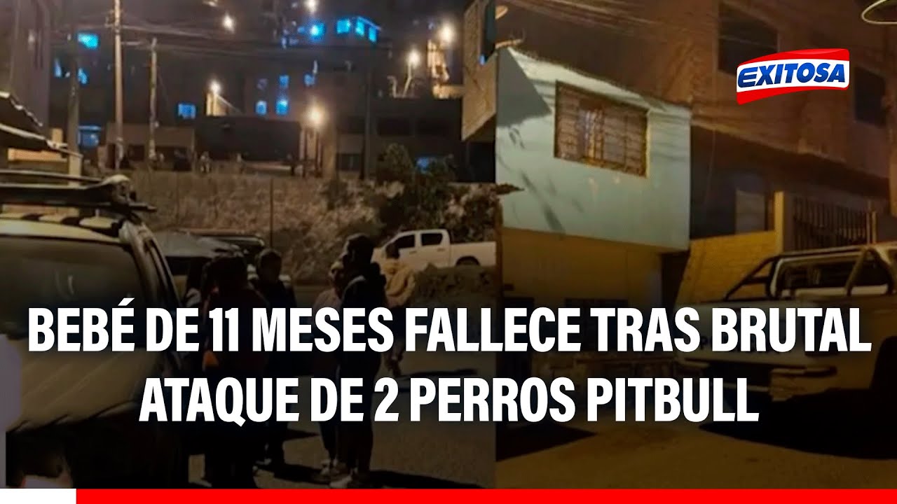 🔴🔵 Terrible suceso en SJL: Bebé de 11 meses fallece tras ser atacado por dos perros pitbull