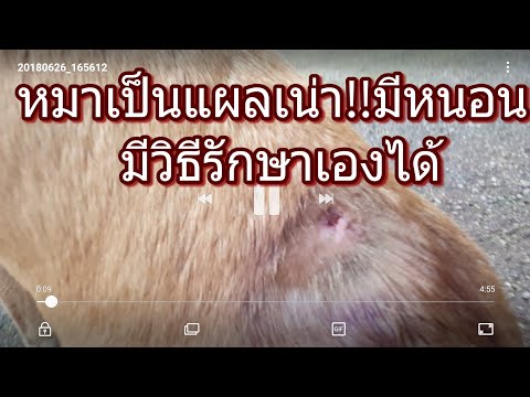 ขี้ผึ้งรักษากลาก LR และโรคสะเก็ดเงิน