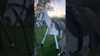 Get ready with Pilot for flatting! #woodenhorse