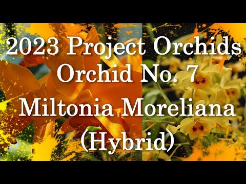 2023 Project Orchids - Miltonia Moreliana Hybrid