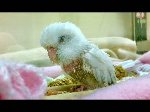 Smokey is Eggnant and Needs Help :( Go-Fund-Me Info Below