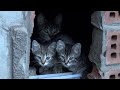 A Feral Cat Hisses To Protect Her Kittens