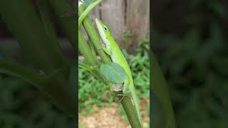 Green Anole on the Asclepias 🦎