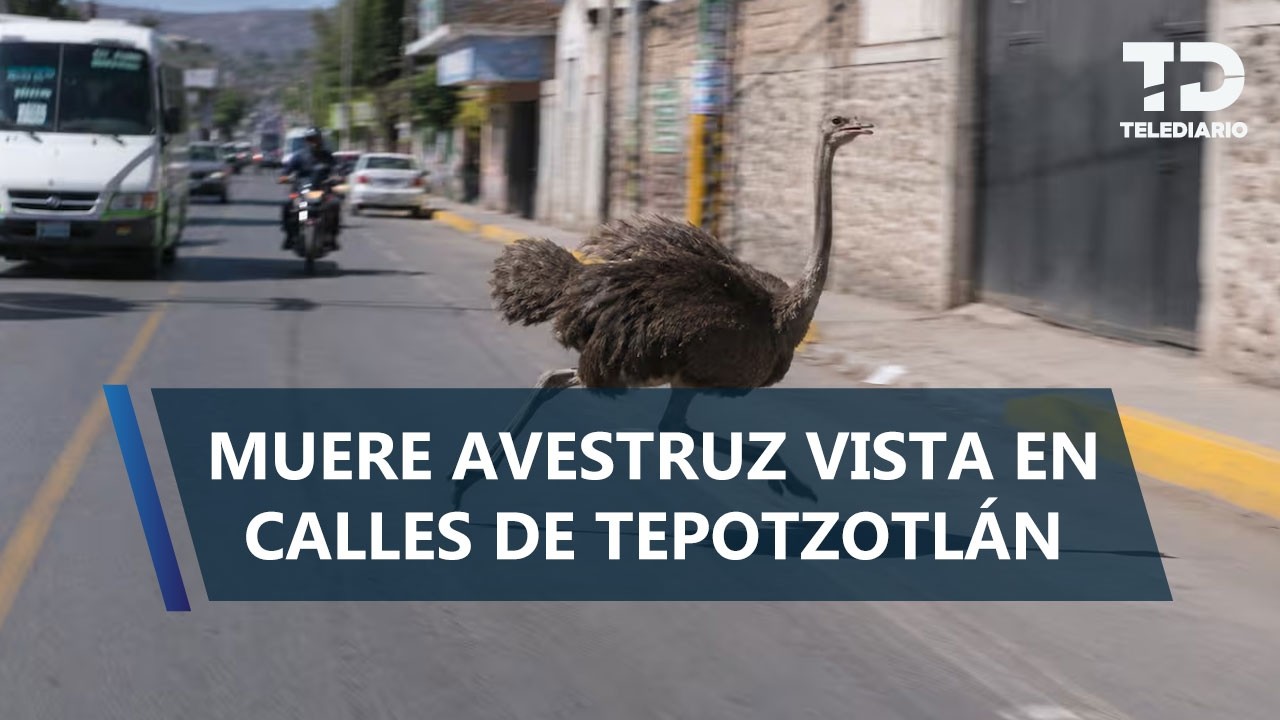 Reportan muerte de avestruz que corrió por calles del centro de Tepotzotlán
