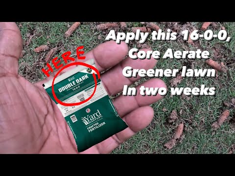 Boost Your Lawn's Health With This Secret Fertilizer Aeration Trick! Using Yard mastery 16-0-0