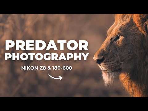 Predator Photography in Kruger National Park | Nikon Z8 & 180-600