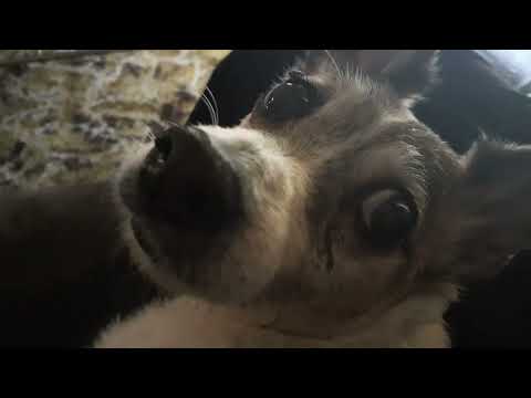 Alvin is MAD about the lawnmower!