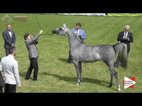 1st - N.28 M.M. NIYAMA - Chantilly 2016 ABCE - Fillies 2 years old (Class 2)