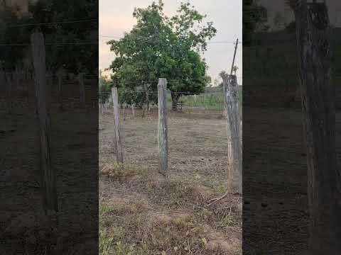 povoado Militão -Esperantinopolis ma