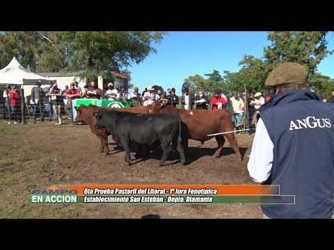 Angus 6ta prueba Pastoril del litoral - Guillermo Gallo