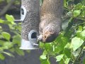 Squirrel seen on my RSPB big garden birdwatch.