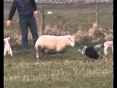 Border Collies Getting Trained [HD]
