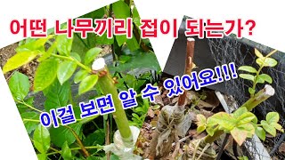 어떤 나무끼리 접이 되는가? 이걸 보면 알 수 있어요 (접붙이기, 접목하기, 대목, 접수, 부름켜, 형성층,…