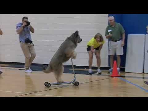 Dog sets Guinness World Record by riding scooter