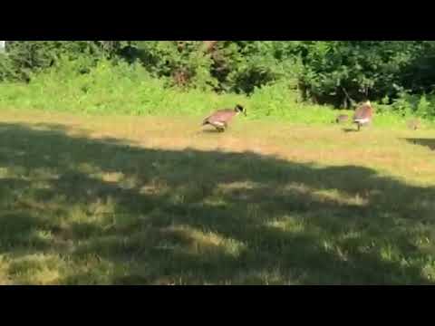 Geese family on a stroll