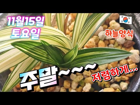 유튜브 썸네일