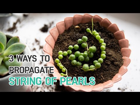 PROPAGATION TIPS | 3 EASY WAYS TO PROPAGATE STRING OF PEARLS | SUCCULENT PROPAGATION