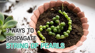 PROPAGATION TIPS | 3 EASY WAYS TO PROPAGATE STRING OF PEARLS | SUCCULENT PROPAGATION