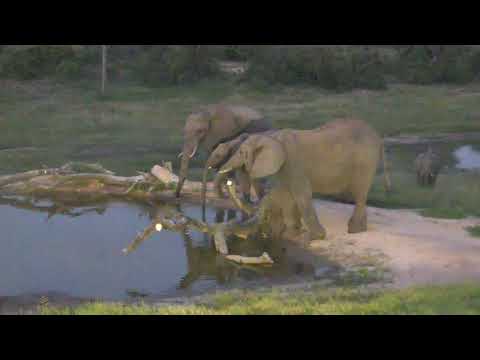 Djuma: Small group of Elephants - 18:47 - 02/21/19