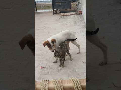 Dog and Cat Love🥰